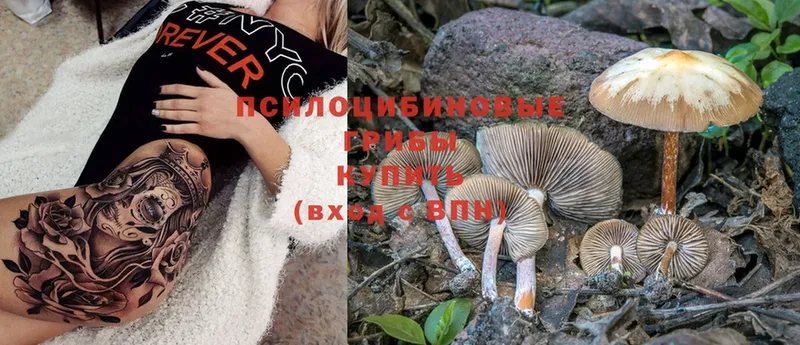 купить   Куртамыш  Псилоцибиновые грибы Psilocybe 